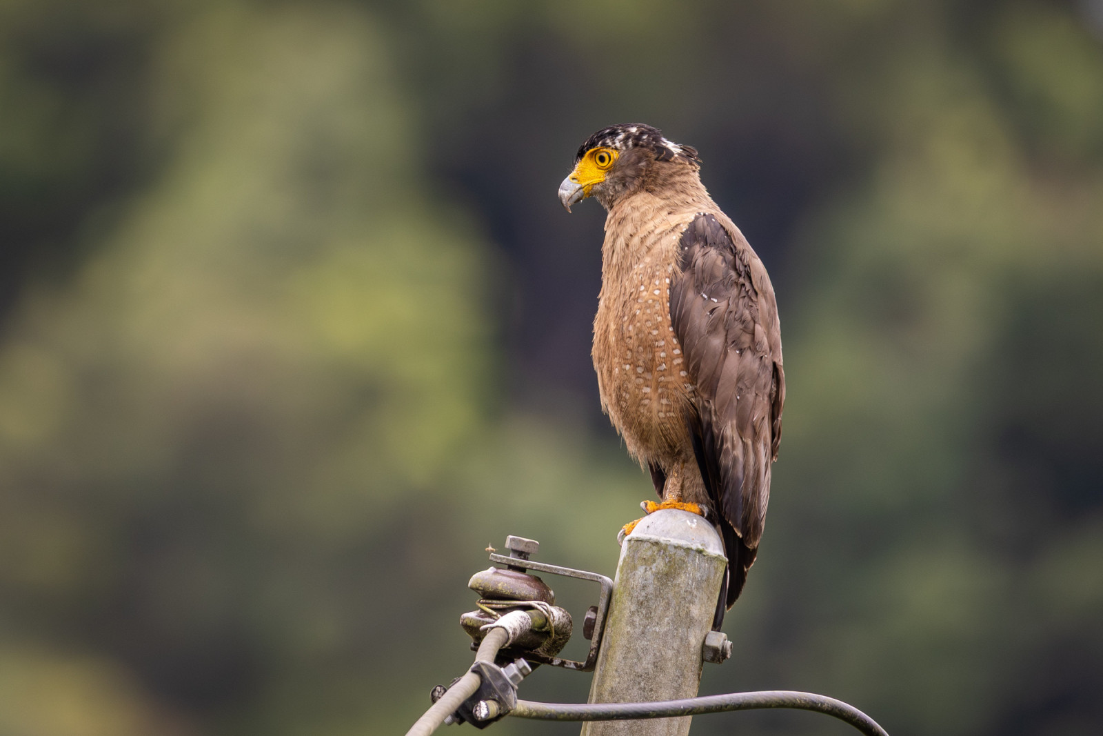 image Crested Serpent-Eagle
